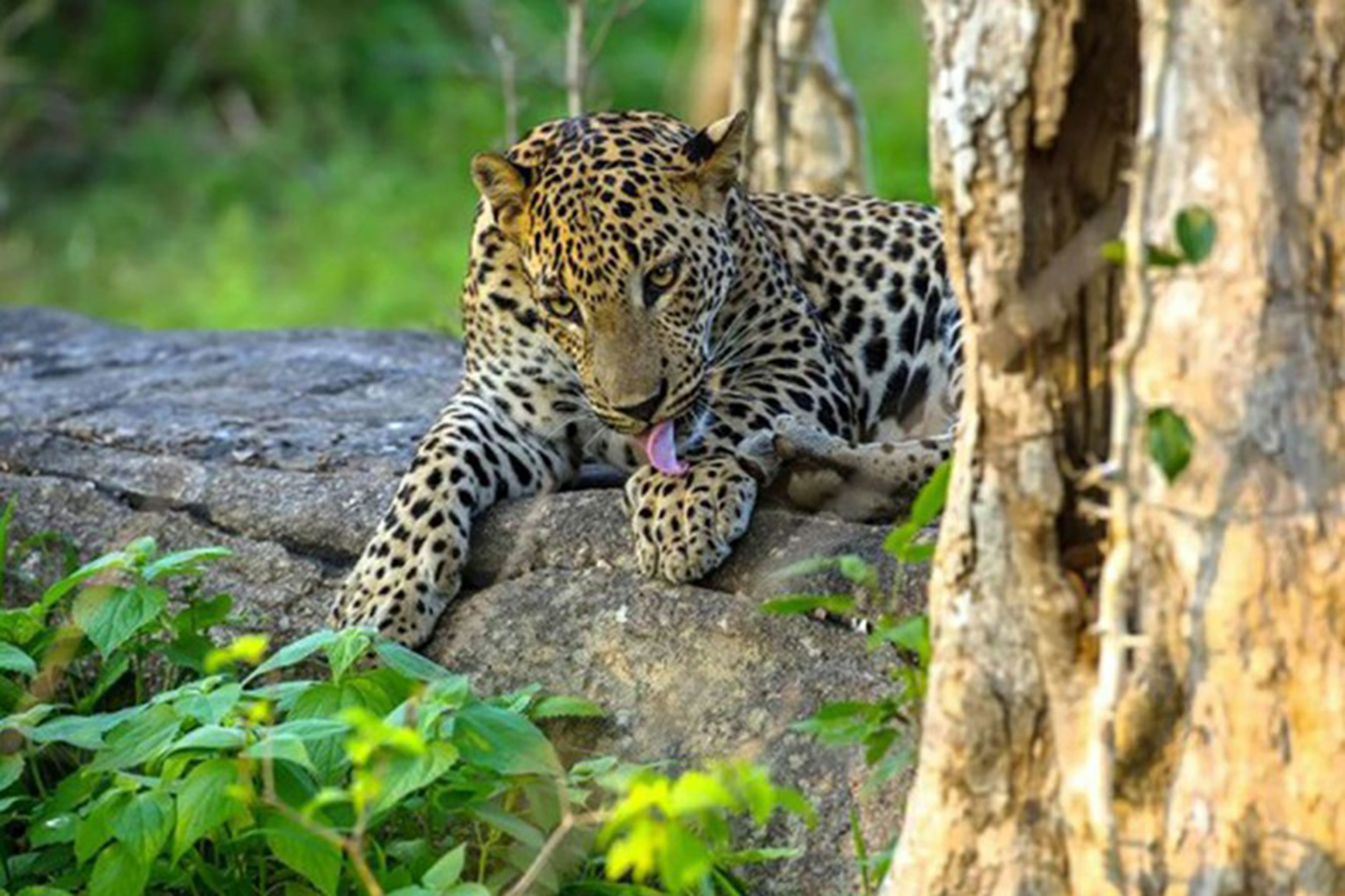 Safari
