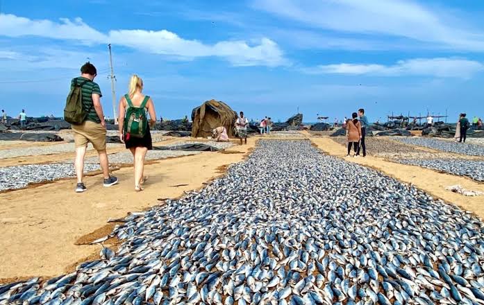 Negombo Fish Market