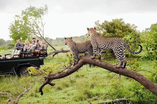 Leopard Safari