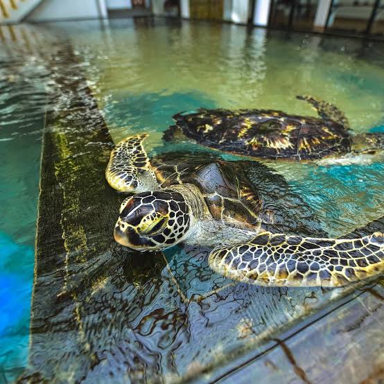 Sea Turtle Hatchery