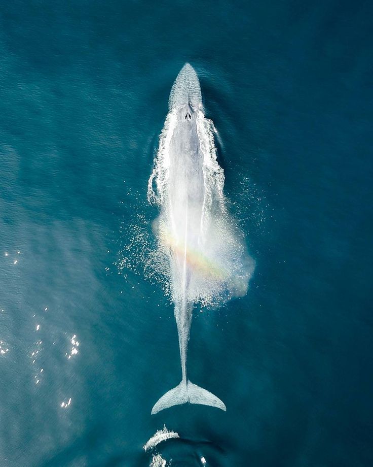 Whale Watching