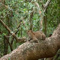 Wildlife
